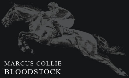 Marcus Collie Bloodstock