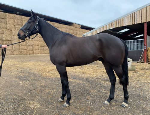 Razzo Italiano relishes the soft ground to gain first win despite bad behaviour