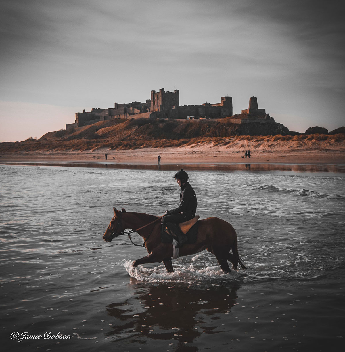 Horse in the sea